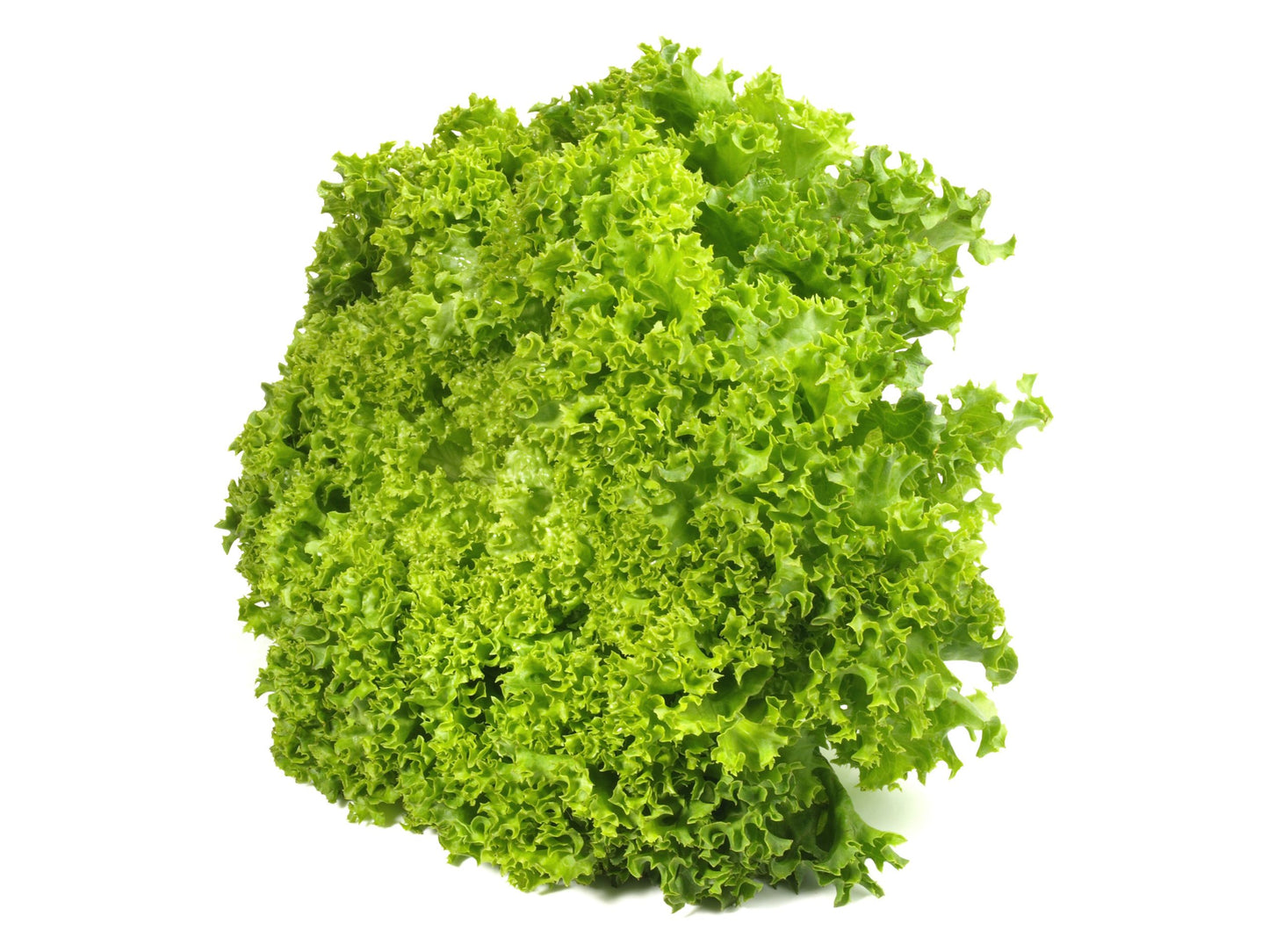 Lollo verde saláta mosott