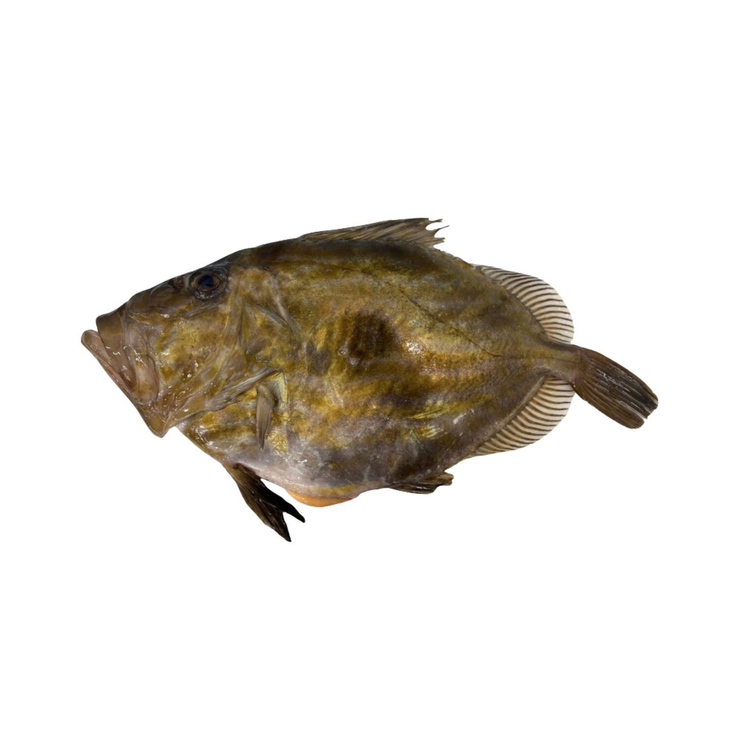 Bretagne-i kishajós Szent Péter hal 1/2kg